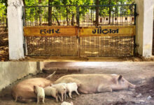 धोवाताल की 60 महिलाओं ने रची आत्मनिर्भरता की मिसाल, बना मॉडल गांव, गौठान से चमकी किस्मत