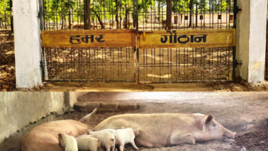 धोवाताल की 60 महिलाओं ने रची आत्मनिर्भरता की मिसाल, बना मॉडल गांव, गौठान से चमकी किस्मत धोवाताल की 60 महिलाओं ने रची आत्मनिर्भरता की मिसाल, बना मॉडल गांव, गौठान से चमकी किस्मत