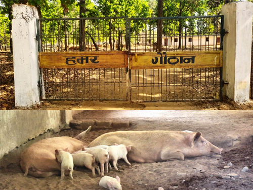 धोवाताल की 60 महिलाओं ने रची आत्मनिर्भरता की मिसाल, बना मॉडल गांव, गौठान से चमकी किस्मत