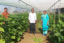 राष्ट्रीय बागवानी मिशन: किसान मनीष मिश्रा ने खीरे की फसल से प्राप्त की 2 लाख की आमदनी