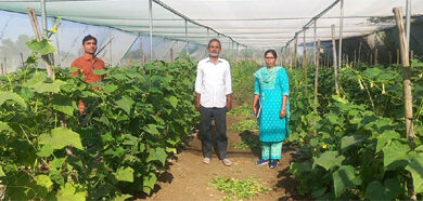 राष्ट्रीय बागवानी मिशन: किसान मनीष मिश्रा ने खीरे की फसल से प्राप्त की 2 लाख की आमदनी