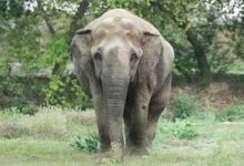 दंतैल हाथी ने ली ग्रामीण की जान