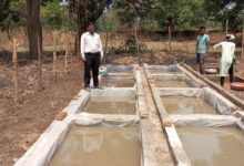 शासकीय फार्म में नील-हरित काई उत्पादन की शुरुआत, किसानों को मिलेगा सस्ता जैव उर्वरक शासकीय फार्म में नील-हरित काई उत्पादन की शुरुआत, किसानों को मिलेगा सस्ता जैव उर्वरक