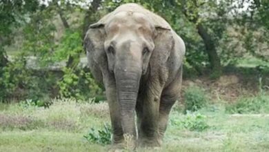 दंतैल हाथी ने ली ग्रामीण की जान