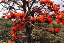 पलाश फूल से बढ़ती आजीविका और समृद्धि, है औषधीय और सांस्कृतिक फूल