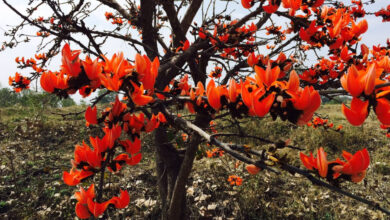 पलाश फूल से बढ़ती आजीविका और समृद्धि, है औषधीय और सांस्कृतिक फूल