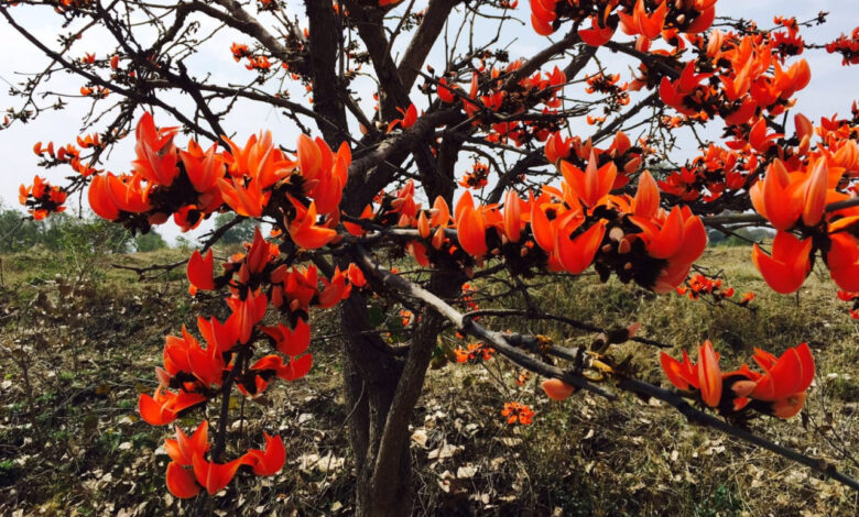 पलाश फूल से बढ़ती आजीविका और समृद्धि, है औषधीय और सांस्कृतिक फूल