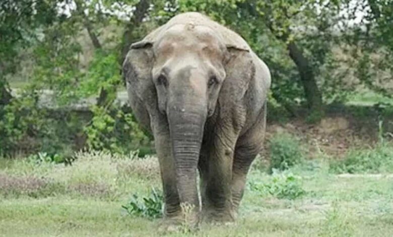 दंतैल हाथी ने ली ग्रामीण की जान