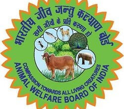 भीषण गर्मी में पशुओं को लू से बचाएं, जीव जन्तु कल्याण बोर्ड ने जारी की एडवाइजरी