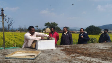 मधुमक्खी पालन: कम लागत में ज्यादा मुनाफे का बेहतर विकल्प