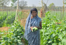 धनेश्वरी बनीं रोजगार प्रदाता, भगवती बनीं लखपति दीदी – प्रदेशभर में दिख रहा सशक्तिकरण का असर