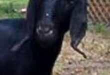 किसान प्रेमलाल के 17 बकरा-बकरी की एक साथ हुई मौत, ग्रामीणों में हड़कंप