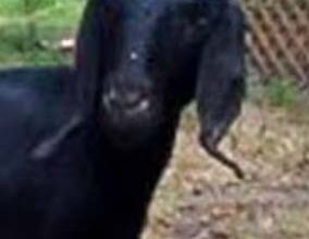 किसान प्रेमलाल के 17 बकरा-बकरी की एक साथ हुई मौत, ग्रामीणों में हड़कंप