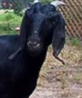 किसान प्रेमलाल के 17 बकरा-बकरी की एक साथ हुई मौत, ग्रामीणों में हड़कंप