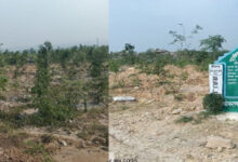 बंजर डंप क्षेत्र से हरा-भरा जंगल बनने की ओर गेवरा की अनूठी पहल