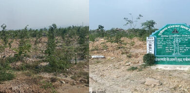 बंजर डंप क्षेत्र से हरा-भरा जंगल बनने की ओर गेवरा की अनूठी पहल बंजर डंप क्षेत्र से हरा-भरा जंगल बनने की ओर गेवरा की अनूठी पहल