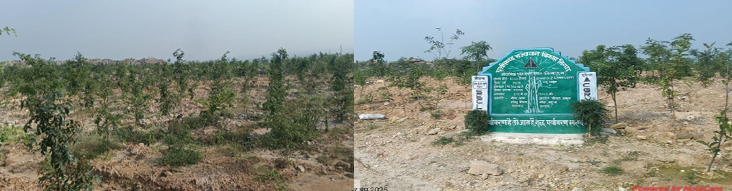 बंजर डंप क्षेत्र से हरा-भरा जंगल बनने की ओर गेवरा की अनूठी पहल बंजर डंप क्षेत्र से हरा-भरा जंगल बनने की ओर गेवरा की अनूठी पहल