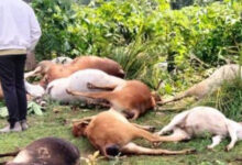 आकाशीय बिजली गिरने से 9 मवेशियों की मौत