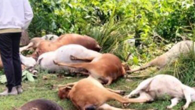 आकाशीय बिजली गिरने से 9 मवेशियों की मौत