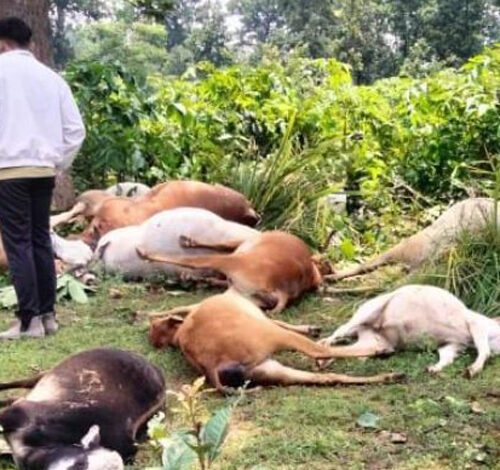 आकाशीय बिजली गिरने से 9 मवेशियों की मौत