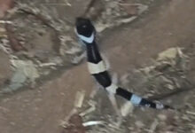 अबूझमाड़ में लेपर्ड गेको प्रजाति की दुर्लभ छिपकली दिखी