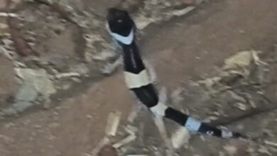 अबूझमाड़ में लेपर्ड गेको प्रजाति की दुर्लभ छिपकली दिखी