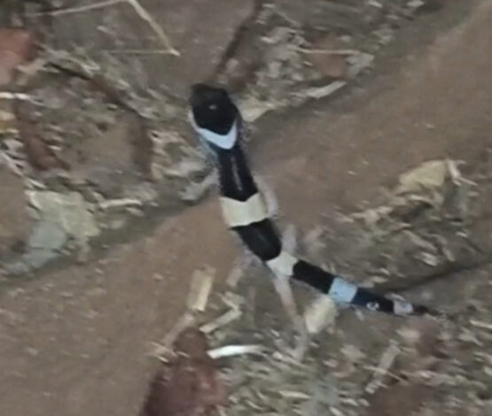 अबूझमाड़ में लेपर्ड गेको प्रजाति की दुर्लभ छिपकली दिखी