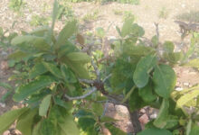 बस्तर में मौसम की बेरुखी ने तेंदूपत्ता संग्रहण हुआ प्रभावित