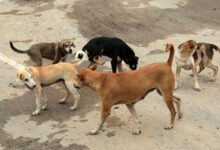 नगर निगम क्षेत्र में कुत्तों की नसबंदी के लिए विशेष अभियान 10 अप्रैल से