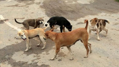 नगर निगम क्षेत्र में कुत्तों की नसबंदी के लिए विशेष अभियान 10 अप्रैल से