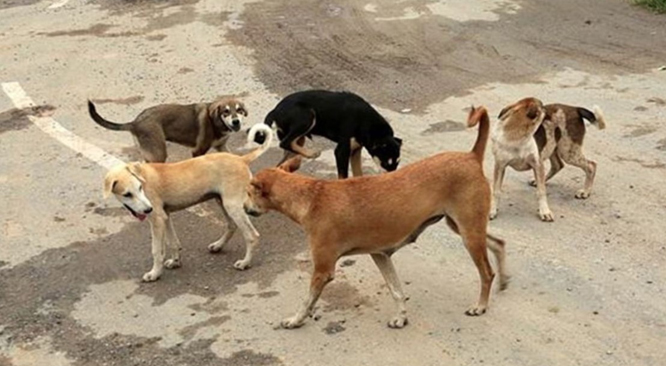 नगर निगम क्षेत्र में कुत्तों की नसबंदी के लिए विशेष अभियान 10 अप्रैल से नगर निगम क्षेत्र में कुत्तों की नसबंदी के लिए विशेष अभियान 10 अप्रैल से