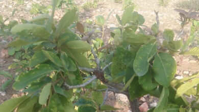 बस्तर में मौसम की बेरुखी ने तेंदूपत्ता संग्रहण हुआ प्रभावित