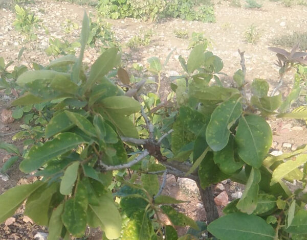 बस्तर में मौसम की बेरुखी ने तेंदूपत्ता संग्रहण हुआ प्रभावित बस्तर में मौसम की बेरुखी ने तेंदूपत्ता संग्रहण हुआ प्रभावित