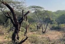 बेलबहरा की विवादित भूमि पर खरीदी-बिक्री सहित सभी गतिविधियों पर रोक