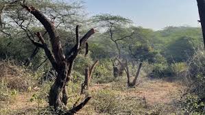 बेलबहरा की विवादित भूमि पर खरीदी-बिक्री सहित सभी गतिविधियों पर रोक