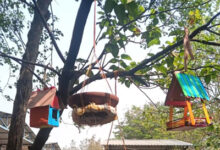 सारागांव हायर सेकेंडरी स्कूल के विद्यार्थियों ने पक्षियों के लिए बनाए घोंसले, संवेदनशील शिक्षा का दिया संदेश