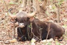 घायल बायसन की स्थिति स्थिर, वैज्ञानिक तरीके से जारी है उपचार, घाव में संक्रमण की खबरें गलत