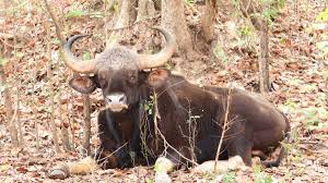 घायल बायसन की स्थिति स्थिर, वैज्ञानिक तरीके से जारी है उपचार, घाव में संक्रमण की खबरें गलत