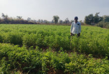 मसाला क्षेत्र विस्तार योजना : धनिया की खेती से प्रति एकड़ 50 हजार कमा रहे निरंजन