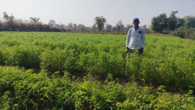 मसाला क्षेत्र विस्तार योजना : धनिया की खेती से प्रति एकड़ 50 हजार कमा रहे निरंजन