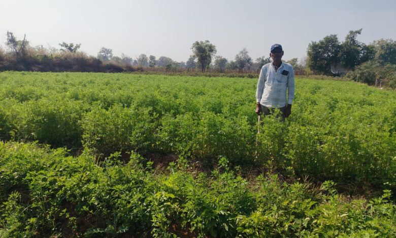 मसाला क्षेत्र विस्तार योजना : धनिया की खेती से प्रति एकड़ 50 हजार कमा रहे निरंजन