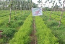 औषधीय पौधों की खेती से बढ़ रही समृद्धि, 2.8 करोड़ पौधों ने बदली ग्रामीण अर्थव्यवस्था की तस्वीर