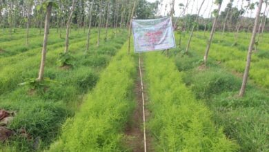 औषधीय पौधों की खेती से बढ़ रही समृद्धि, 2.8 करोड़ पौधों ने बदली ग्रामीण अर्थव्यवस्था की तस्वीर