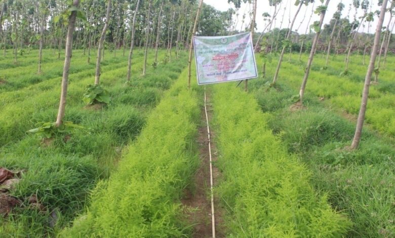 औषधीय पौधों की खेती से बढ़ रही समृद्धि, 2.8 करोड़ पौधों ने बदली ग्रामीण अर्थव्यवस्था की तस्वीर औषधीय पौधों की खेती से बढ़ रही समृद्धि, 2.8 करोड़ पौधों ने बदली ग्रामीण अर्थव्यवस्था की तस्वीर