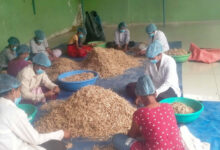 हर्रा वनौषधि प्रसंस्करण से आत्मनिर्भर बनीं महिलाएं, कर रहीं हैं 8 प्रकार के उत्पाद तैयार