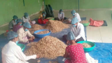 हर्रा वनौषधि प्रसंस्करण से आत्मनिर्भर बनीं महिलाएं, कर रहीं हैं 8 प्रकार के उत्पाद तैयार