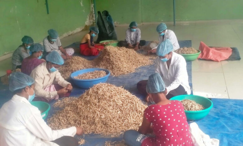 हर्रा वनौषधि प्रसंस्करण से आत्मनिर्भर बनीं महिलाएं, कर रहीं हैं 8 प्रकार के उत्पाद तैयार