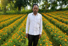 फूलों की खुशबू से महकी किस्मत ईश्वरचरण पैकरा का, कम लागत में मिला ज्यादा मुनाफा