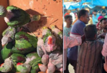 वन विभाग के फ्लाइंग स्क्वॉड टीम के साथ मारपीट करने वाले 2 आरोपी गिरफ्तार