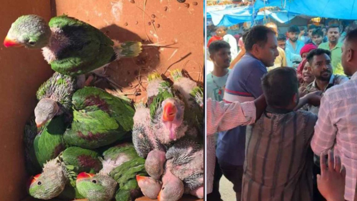 वन विभाग के फ्लाइंग स्क्वॉड टीम के साथ मारपीट करने वाले 2 आरोपी गिरफ्तार